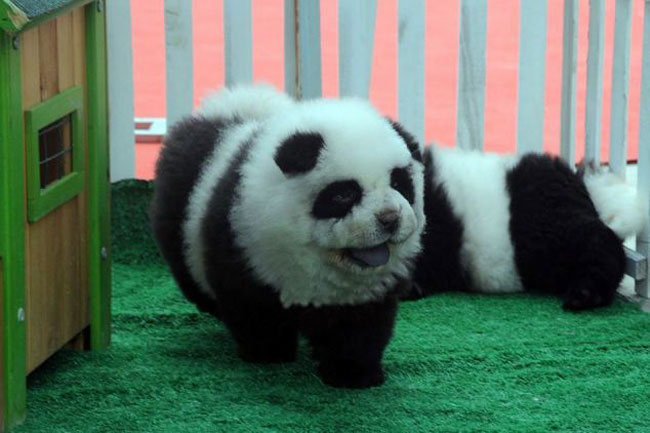 熊猫犬 长大后图片